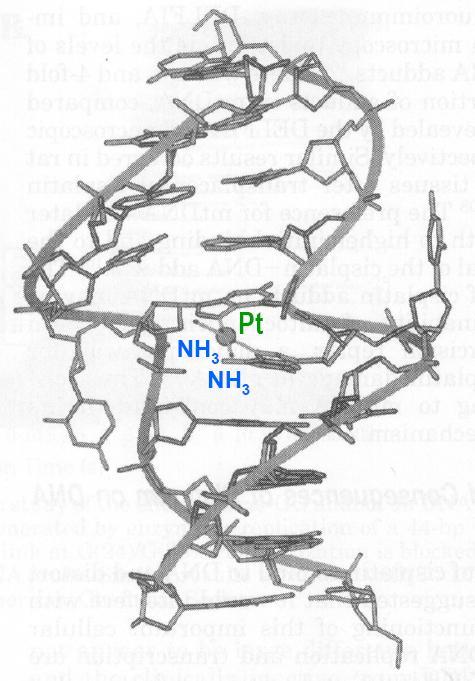 vazbu s DNA než výše zmíněné analogy, indukuje silnější apoptickou odpověď v buněčných liniích rezistentních na cisplatinu. Příčinou je odlišný mechanismus.
