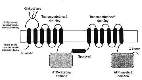 Rodina ABC má v moderní medicíně význam zejména v souvislosti s rezistencí na cytostatika v terapii nádorových onemocnění.