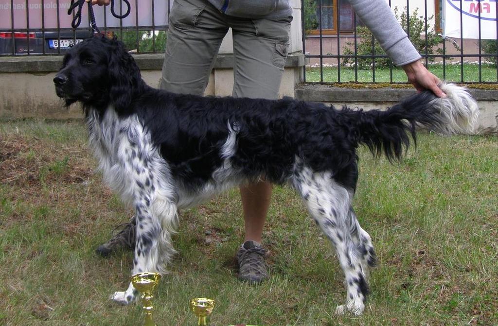 VELKÝ MÜNSTERLANDSKÝ OHAŘ PSI - TŘÍDA OTEVŘENÁ 937 ARON VOM NOORNDÖRP V1, CAC, BOS 16.