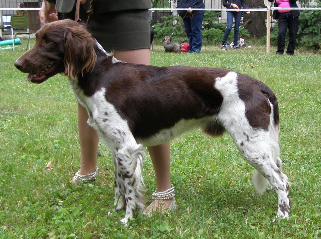 PSI - MLADÝCH 327 BODE OD ŠKVORECKÉHO POTOKA VD4 14.5.