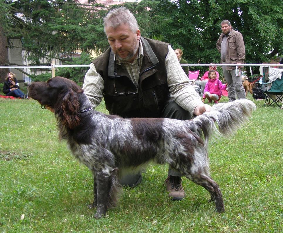 PSI - TŘÍDA OTEVŘENÁ 332 ARAMIS Z ROMANOVA CHOVU VD2 8.12.