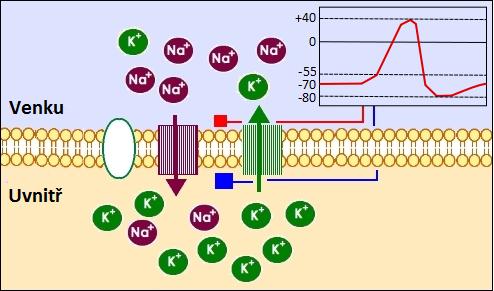 Sumace a akční potenciál - detailněji 1. Při 55mV se otevřou kanály pro Na +, které se nahrnou dovnitř 2.