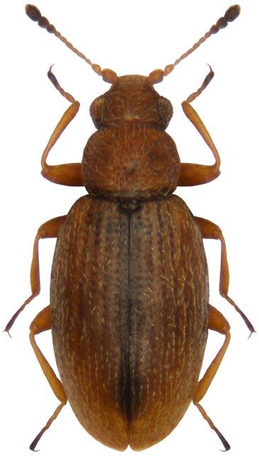 Západočeské entomologické listy (2016), 7: 14 ISSN 1804-3062 První nálezy Melanophthalma phragmiteticola Franz, 1967 (Coleoptera: Latridiidae) na Slovensku Petr Čížek Nádražní 55, CZ-564 01 Žamberk,
