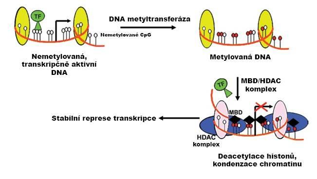Obr. 1. Potlačení genové exprese v důsledku DNA metylace.