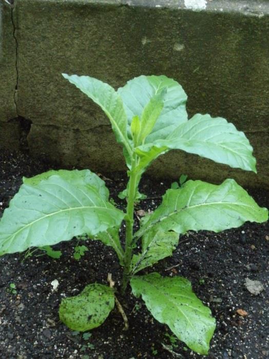 organismů (GMO)