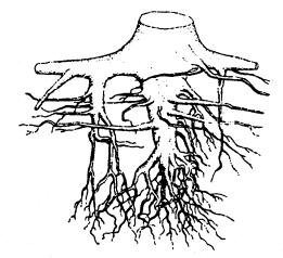 s. s hlavními kořeny probíhajícími mělce pod povrchem