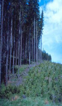 Rozdíly: přírodě-blízký x les věkových tříd Parametr les přírodě-blízký les umělý Hnací síla příroda člověk