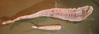 Crustacea