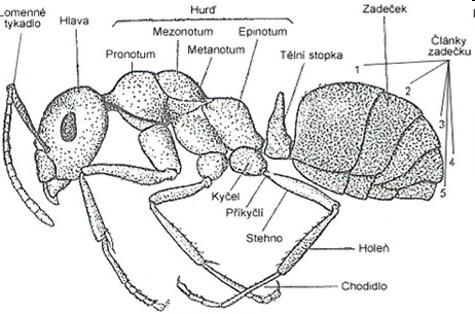 stavba těla Hexapoda Ectognatha Ectognatha - jevnočelistní (hmyz) hruď: prothorax, mesothorax, metathorax končetina: coxa, trochanter, femur, tibia, tarsus, praetarsus u podtřídy Pterygota jsou na