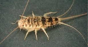jako štěty všežravé termofilní, půdní, pod kameny Lepisma saccharina (rybenka domácí) synantropní druh s