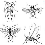 charakteristika Ectognatha Pterygota Pterygota - křídlatí u dospělců vytvořeny primárně 2 páry křídel na 2. a 3.
