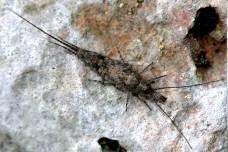 fylogeneze