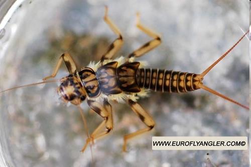 charakteristika a zástupce Neoptera Plecoptera Neoptera novokřídlí