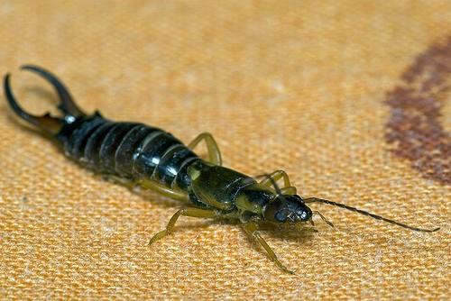 charakteristika a zástupce Polyneoptera Dermaptera Dermaptera škvoři přední krovkovitá křídla zkrácená zadeček zakončen