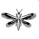 charakteristika a zástupce Acercaria Thysanoptera