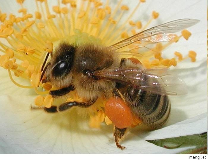 fylogeneze Pancrustacea Hexapoda Hexapoda šestinozí dříve Insecta hmyz v širším smyslu slova tělo je členěno na hlavu, 3 článková hruď (thorax) se 3 páry končetin, zadeček (abdomen) bez končetin 6-11