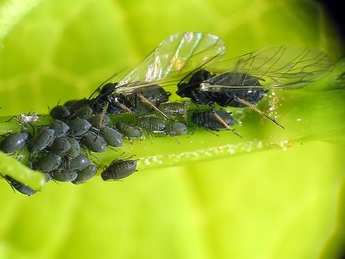 charakteristika a zástupci Sternorrhyncha Aphidoidea, Coccoidea Aphidoidea mšice malí, dlouhá