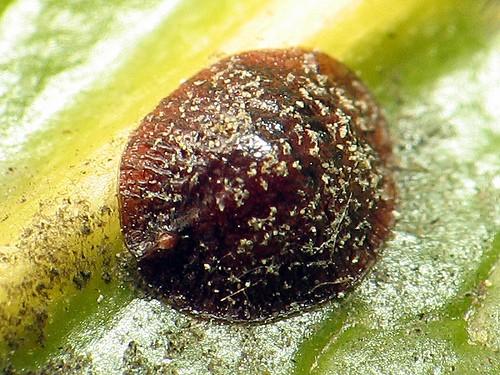 (heterogonie) sají rostlinné šťávy Aphis fabae mšice maková Coccoidea červci samičky