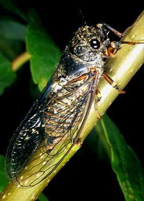 charakteristika a zástupce Hemiptera Cicadomorpha Cicadomorpha - cikády krátká tykadla pronotum štítkovité přední křídla tegminální