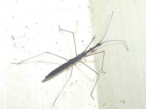 charakteristika a zástupci Hemiptera Heteroptera Gerromorpha
