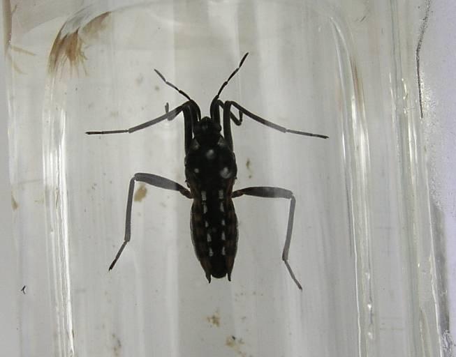 Gerromorpha žijí na hladině na chodidlech hydrofóbní chloupky,