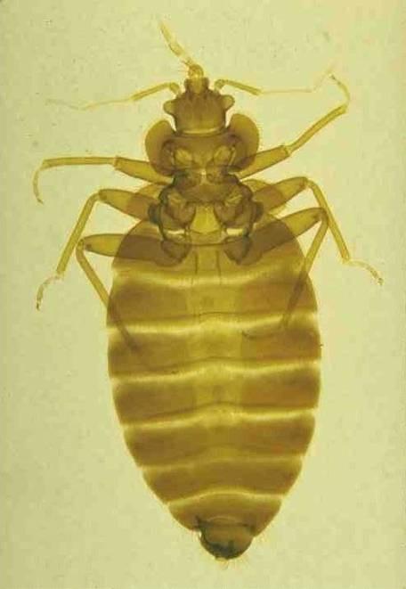 charakteristiky a zástupci Heteroptera