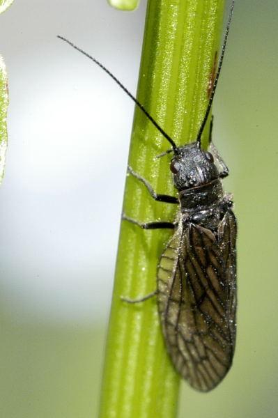 charakteristika a zástupce Holometabola Megaloptera kohorta: Holometabola