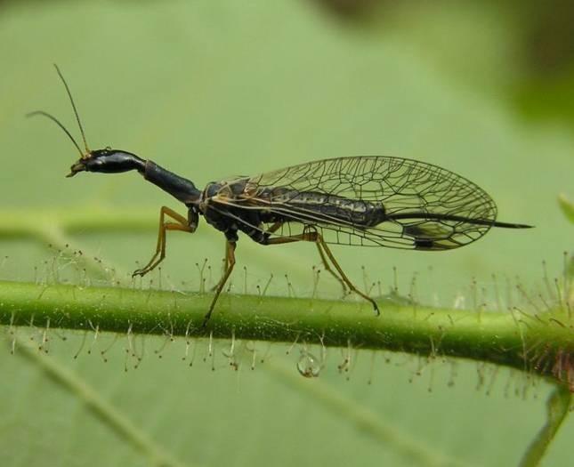charakteristika a zástupce Holometabola Raphidioptera Raphidioptera dlouhošíjky imaga mají dlouhý a pohyblivý prothorax