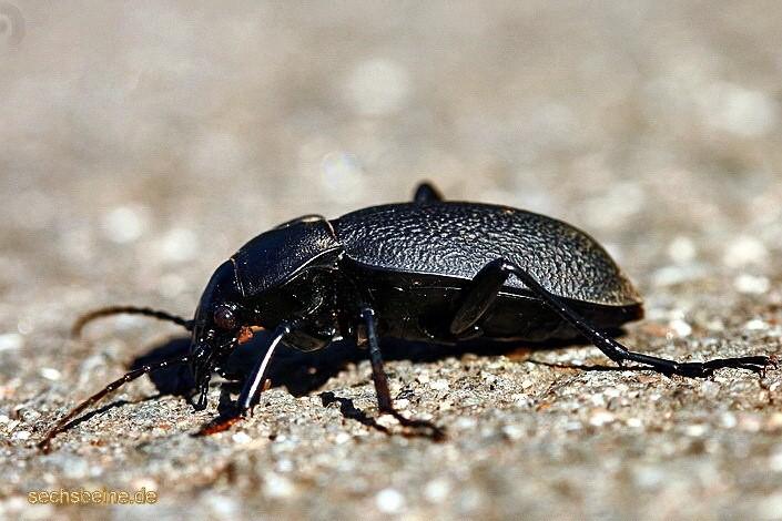 charakteristika a zástupci Coleoptera