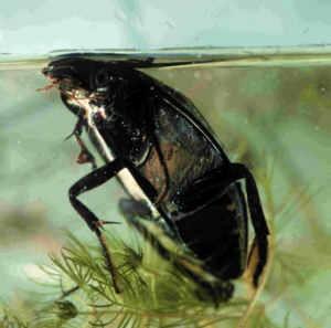 charakteristika a zástupci Coleoptera Polyphaga Polyphaga