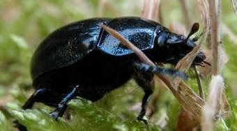 charakteristiky a zástupci Coleoptera Polyphaga Geotrupidae chrobákovití