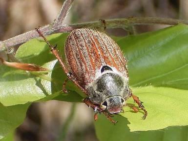 Scarabaeidae vrubounovití býložraví s vějířovitými tykadly Melolontha