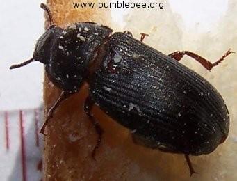 mšic Coccinella septempunctata - slunéčko sedmitečné
