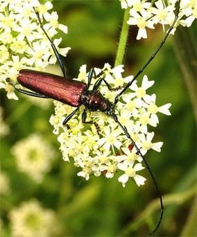 charakteristiky a zástupci Coleoptera Polyphaga