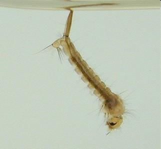 Tipula tiplice Culicidae - komárovití