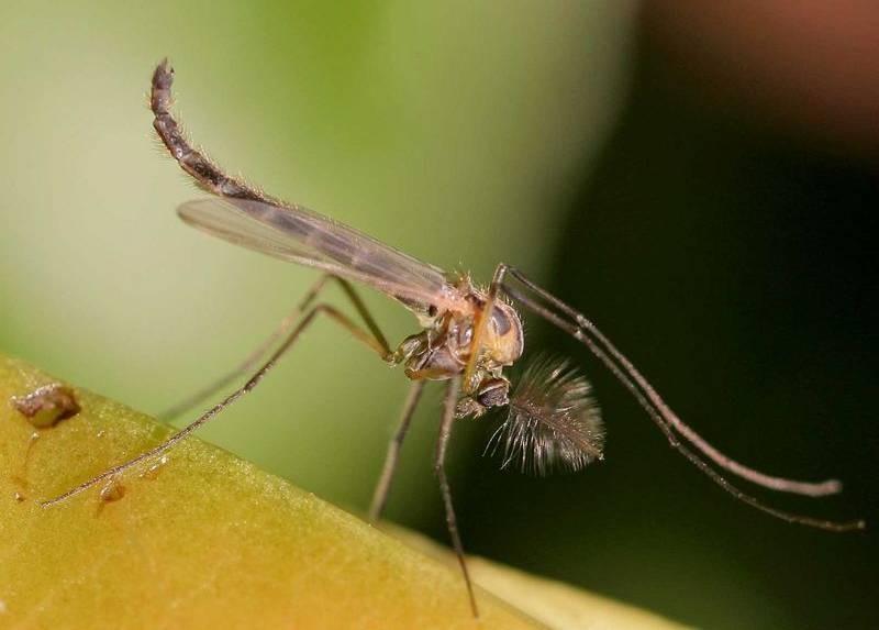 charakteristiky a zástupci Nematocera