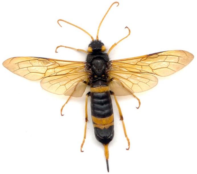 charakteristika a zástupce Hymenoptera Symphyta Symphyta šíropasí zadeček