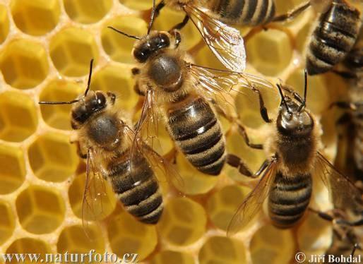 charakteristiky a zástupci Hymenoptera Apocrita Vespidae -