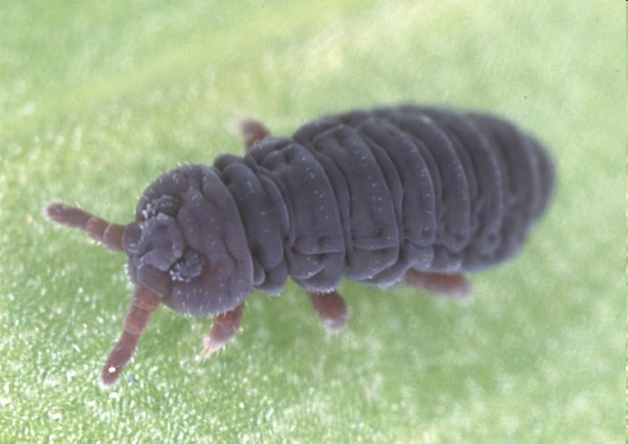 zástupci Hexapoda Collembola Collembola -