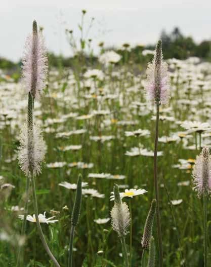 Agrostis Trávníky, s.r.o. navrhuje a nabízí směsi: na přání dle využití a podmínek stanoviště druhově pestré pro