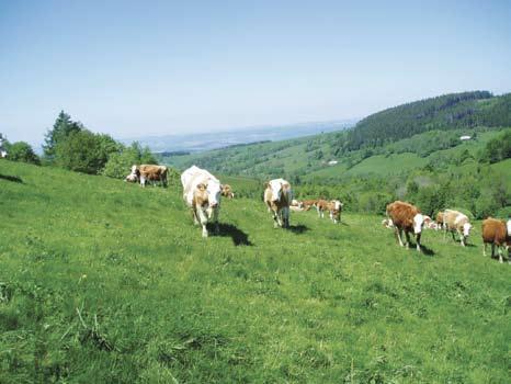 Typy travinobylinné vegetace ovlivněné pastvou J. Mládek Vliv pastvy na vegetaci lze zkoumat ihned po jejím zavedení na lokalitu na větším množství trvalých ploch o malé velikosti (Krahulec et al.