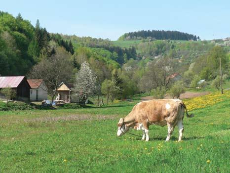 23.6 Kůlová pastva podporuje druhovou rozmanitost, Vyškovec. Vyškovec stake grazing supports plant species richness.