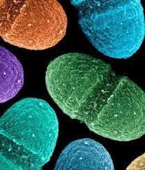 Fingerprinting mikrobiálního společenstva Stanovení profilu diverzity mikrobiálního společenstva pomocí technik mol.