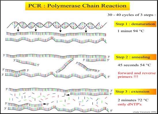 DGGE princip izolace DNA ze vzorku PCR PCR primery