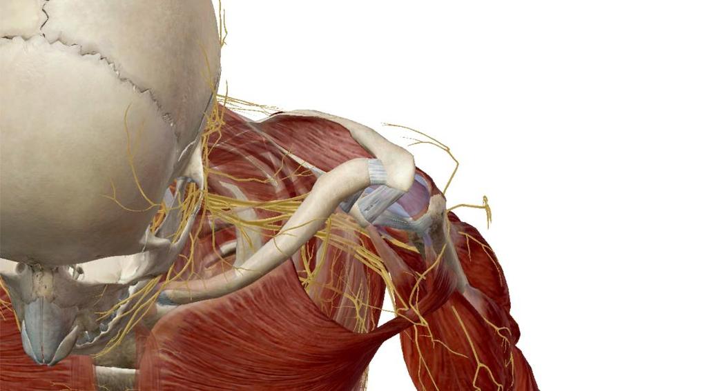 směrem a naopak při vzpažení končetiny se klopí dorzálně. Mimo rotační pohyby se klavikula v AC kloubu může pohybovat v malém rozsahu kraniálním a kaudálním směrem.