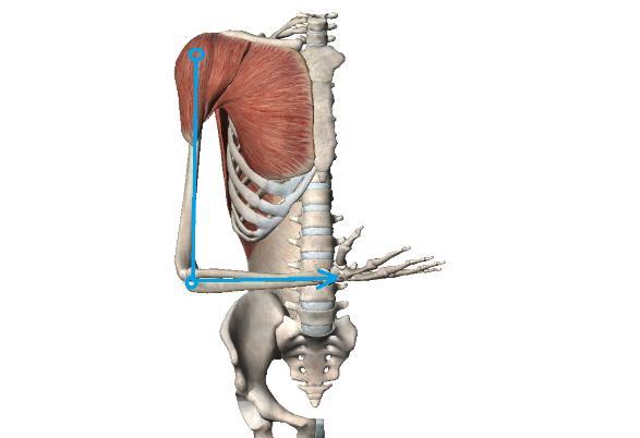 pohybu a nastavení jednotlivých částí pletence pažního pro pohyb. Při vnitřní rotaci se zapojují svaly m. latissumus dorsi, m. teres major, m. pectoralis major a m. suprascapularis.