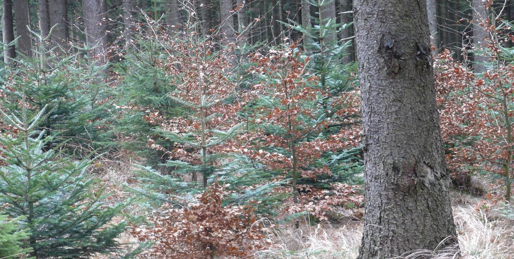 Výsadba MZD Bašusova cesta, jedle bělokorá