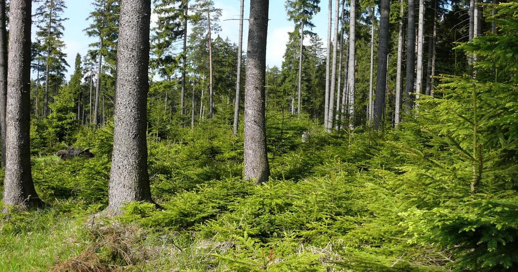 Přirozená obnova lesa Sítinský les na JV