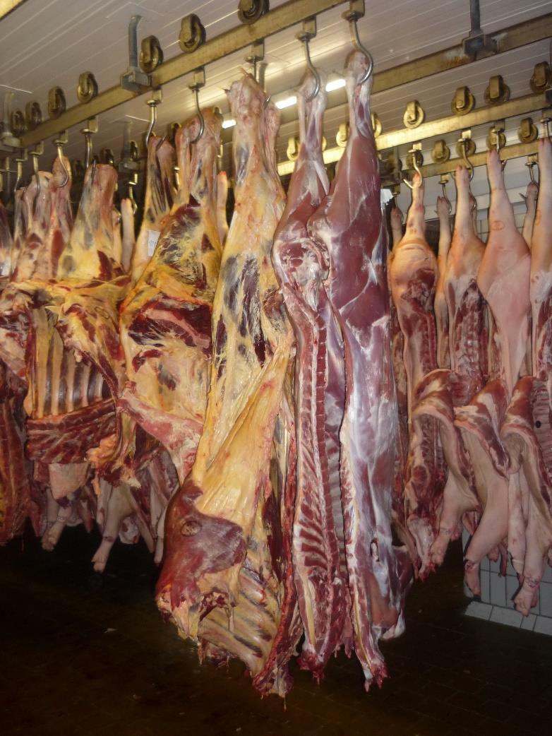 Jatka - jatečnictví Zařízení používané pro komerční porážku zvířat včetně zařízení k přehánění nebo ustájení zvířat a
