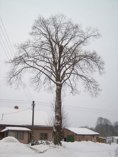 Limity výpočtu Vizuální hodnocení odhad situace zatížení a reakce stromu, subjektivní a závislé na zkušenostech, náladě, světelných podmínkách WLA Snaha otupit hrot